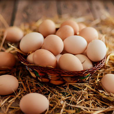 Eier